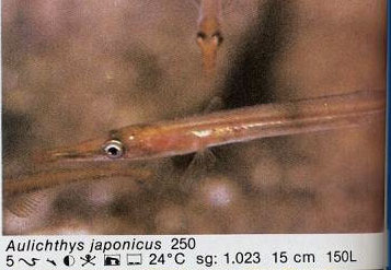 Aulichthys japonicus